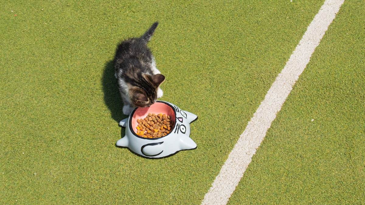 Kitten eating from a white cat-shaped bowl on a green surface