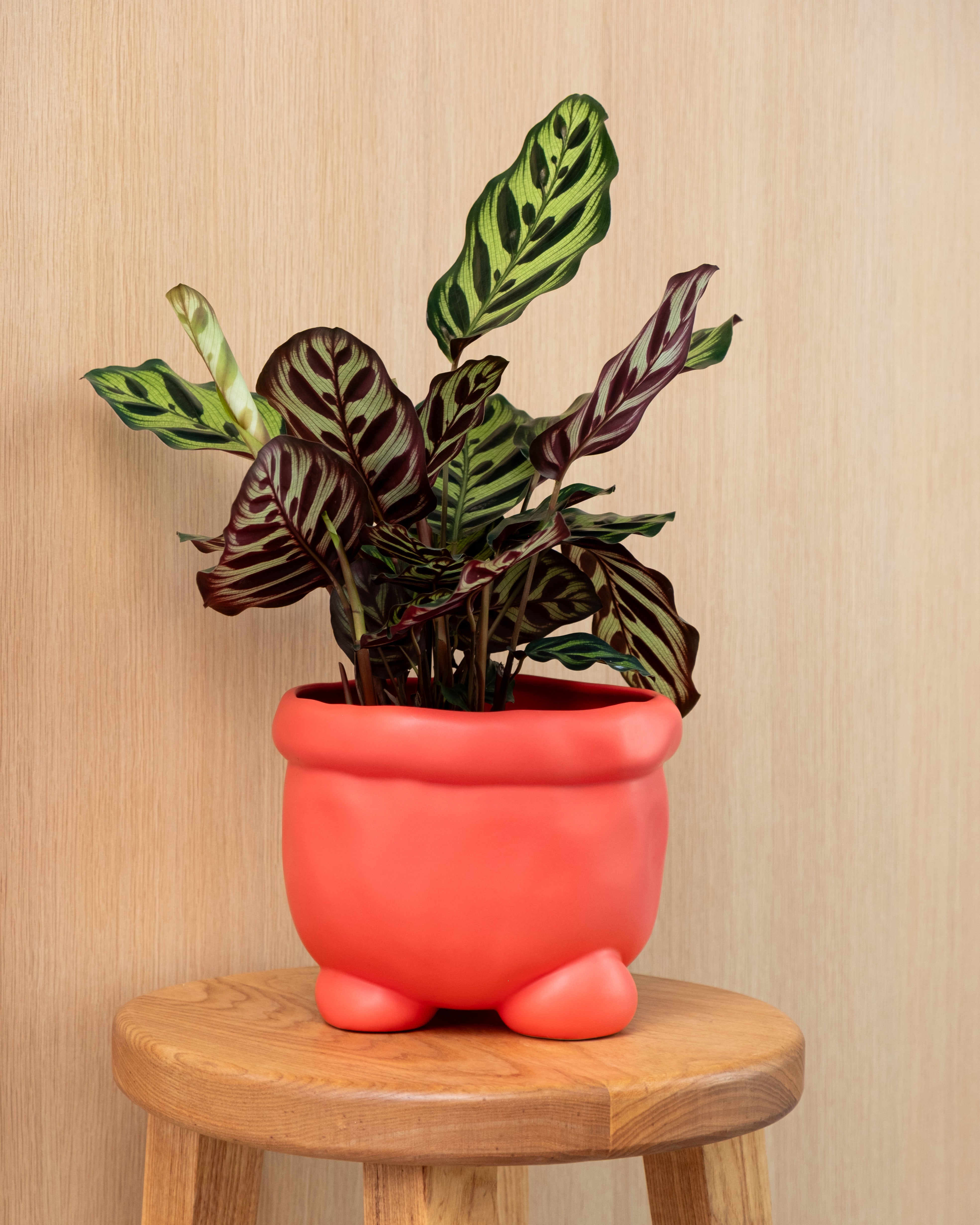 Planter 'BARNEY'