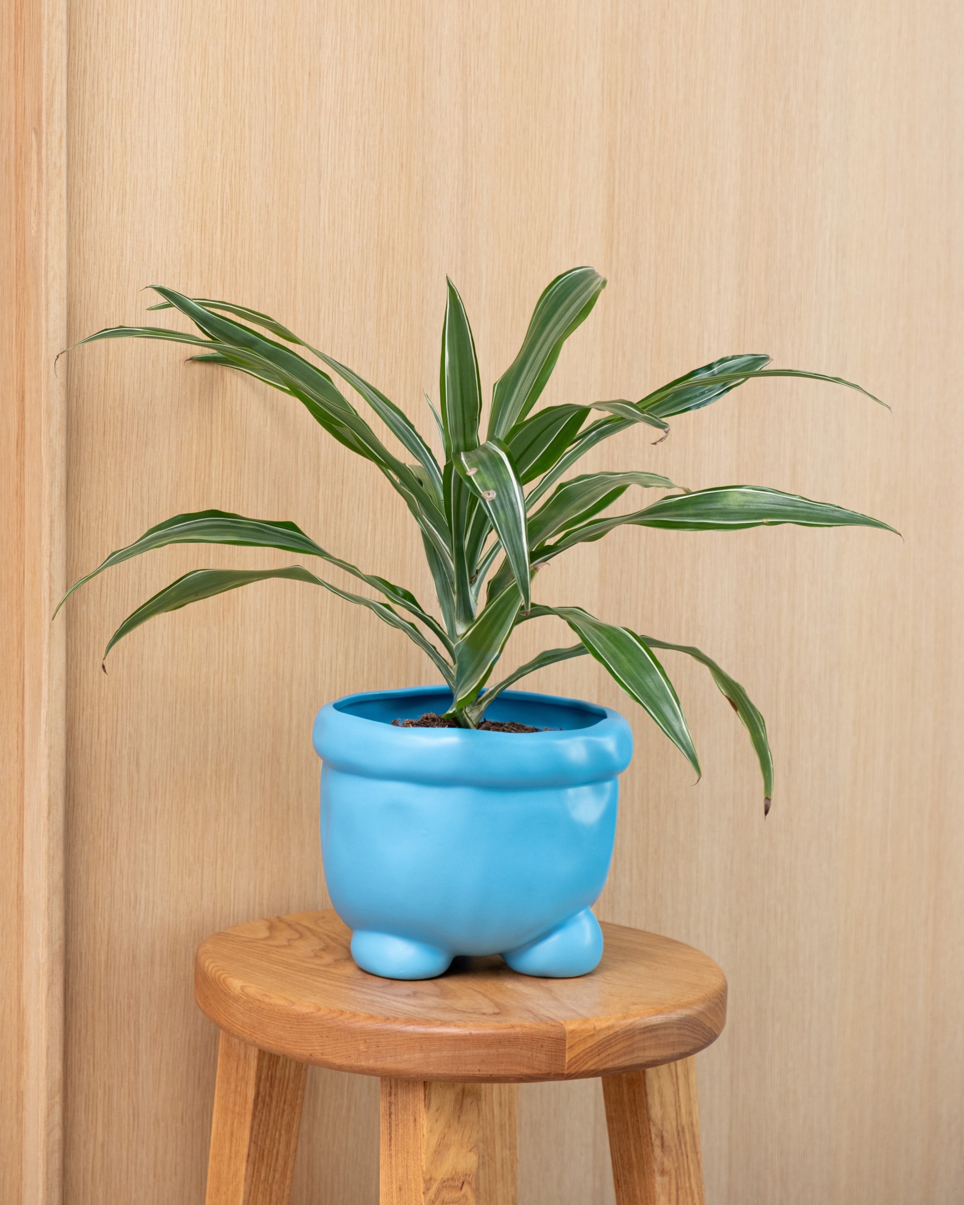 Planter 'BARNEY'