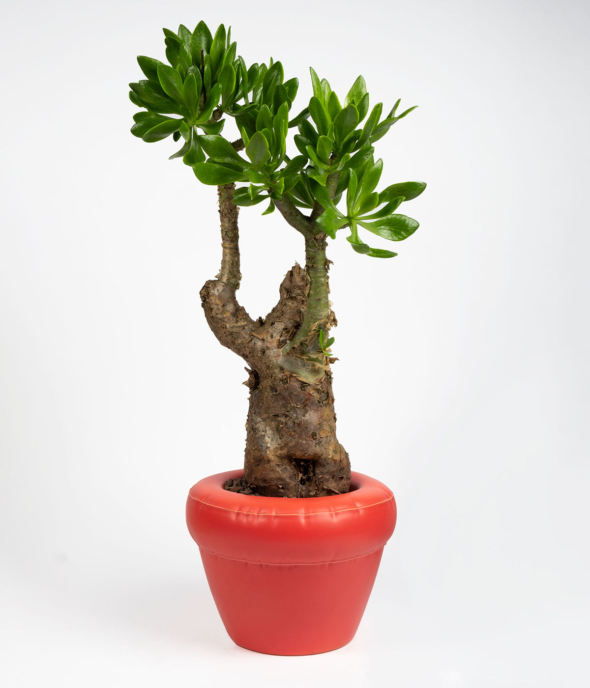 Planter 'PIERRE' Coral