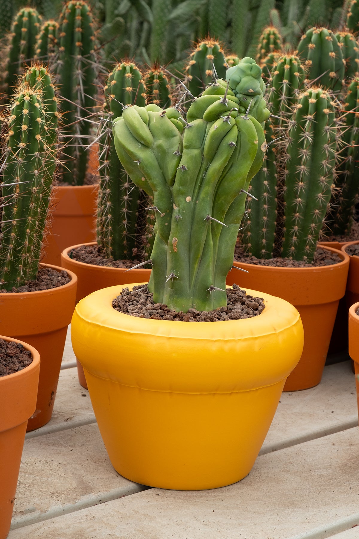 Planter 'PIERRE' Yolk
